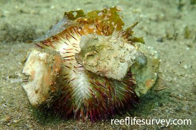 Temnopleurus alexandri | Reef Life Survey