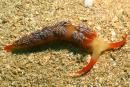 Moridilla fifo