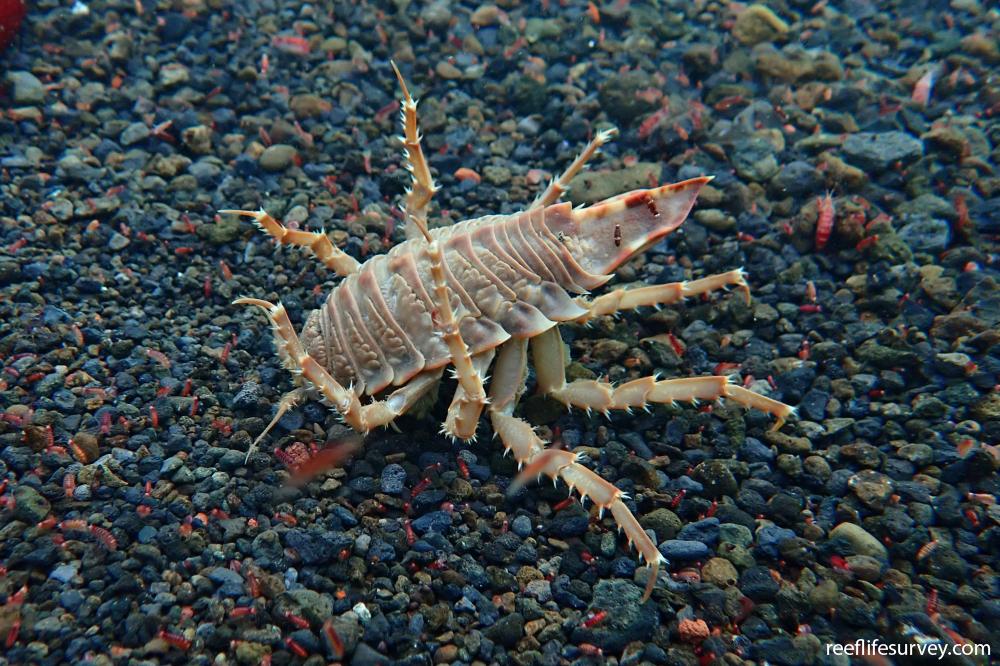 Glyptonotus antarcticus