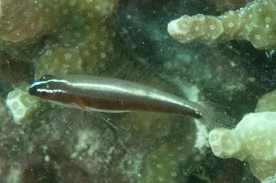 Eviota sp. [cf nigriventris]