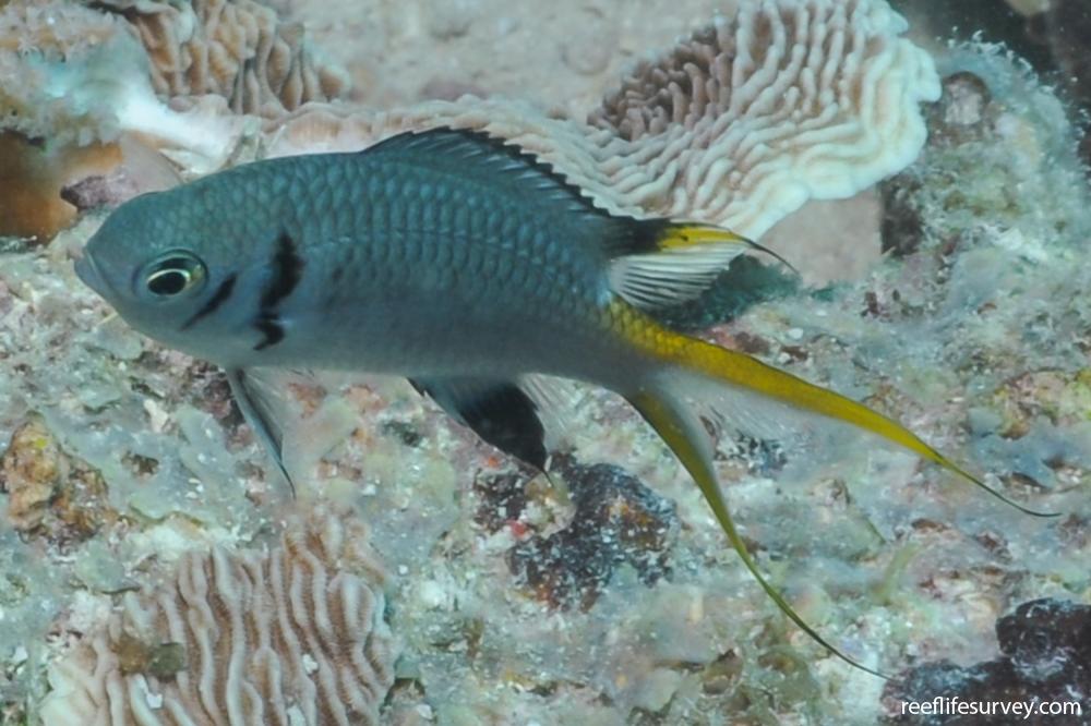 Chromis opercularis