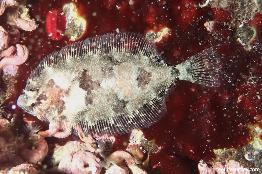 Phrynorhombus norvegicus