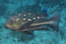 Macolor macularis
