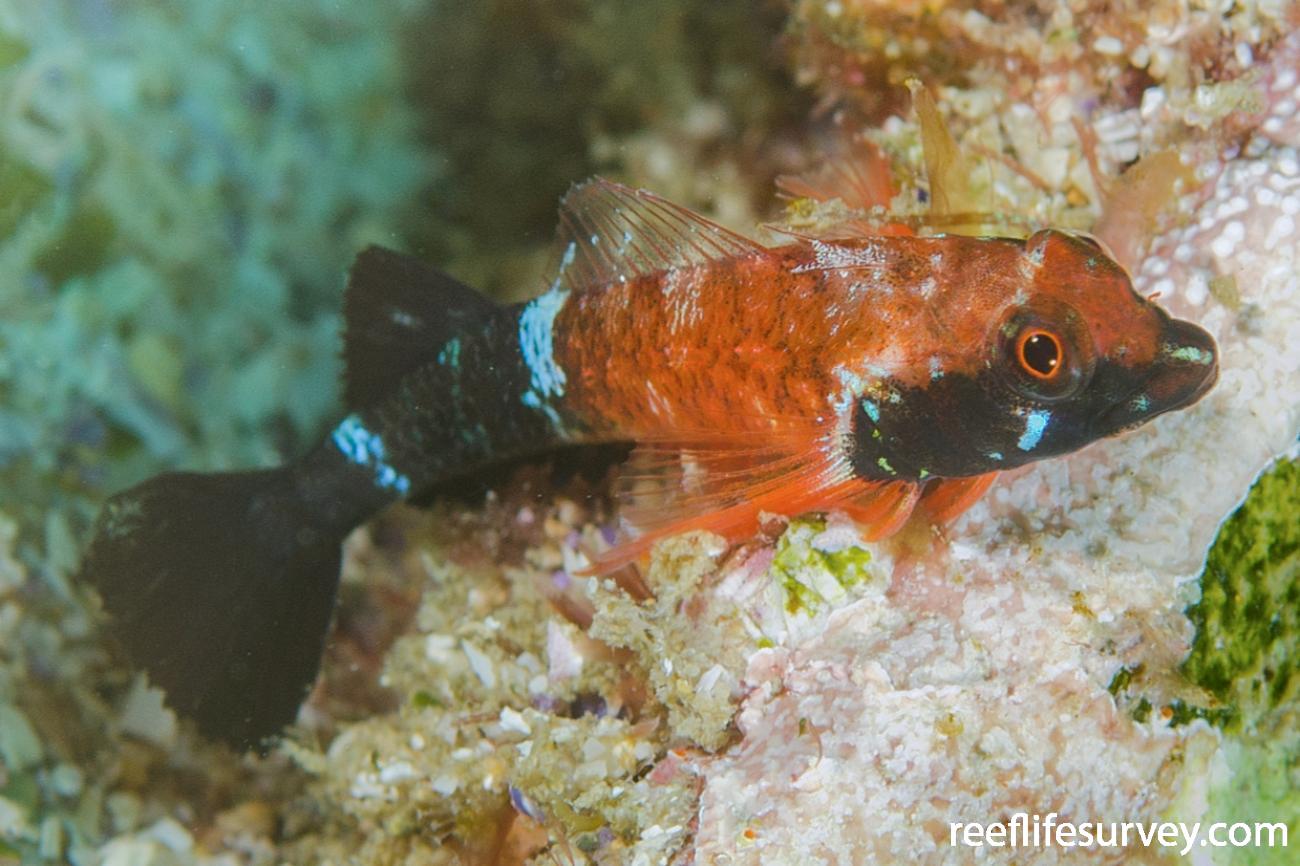 Enneapterygius similis Masked Threefin