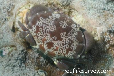 Atergatis floridus | Reef Life Survey