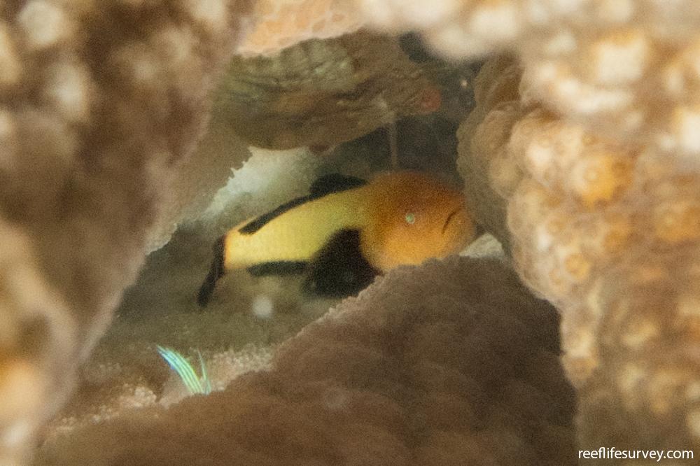 Paragobiodon lacunicolus