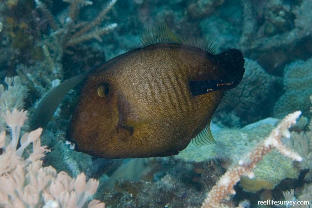 Amanses scopas