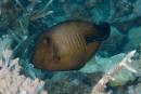 Amanses scopas